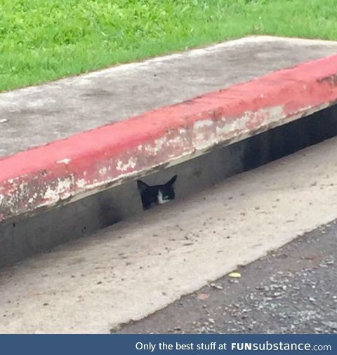 Pennywise, come grab your cat, he’s scaring off the kids.