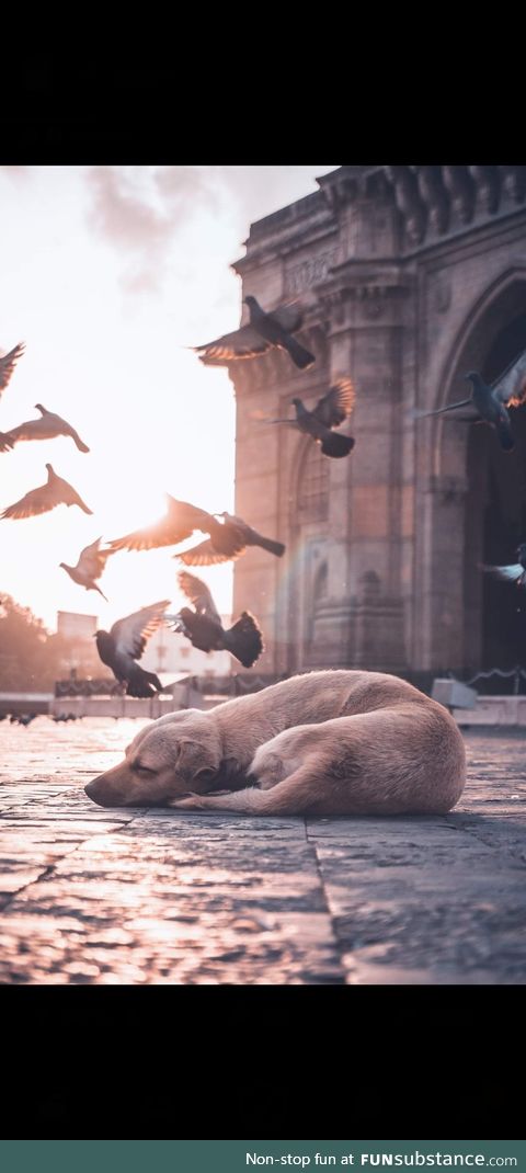 (Not mine) A Sleeping dog in Mumbai (India)