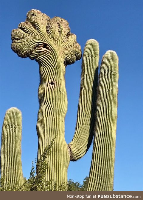 300+ year old Saguaro cactus in Arizona
