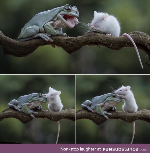 The frog and mouse became friend