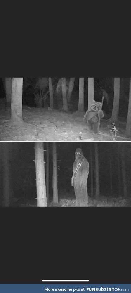 Messing with the neighbors trail camera