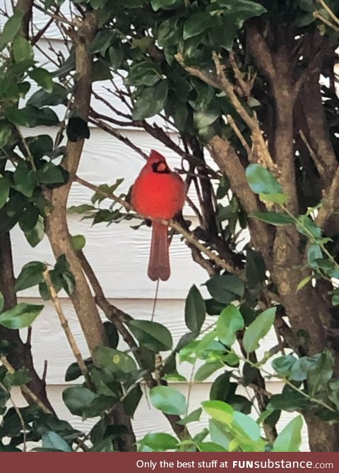 This Cardinal is THICCCC!!!! 