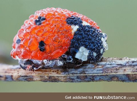 Ladybug covered in dew
