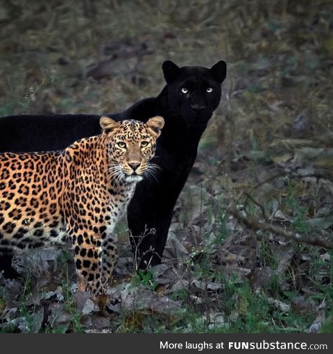 Cleopatra (Female leopard) and Saaya(Black panther)