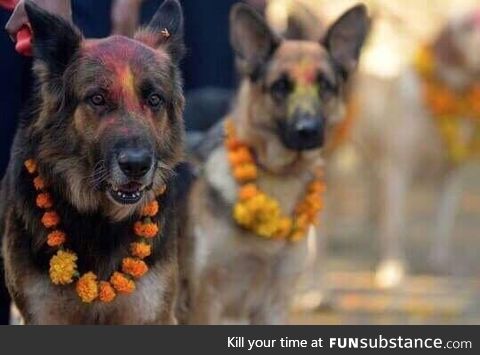 A Nepali festival to thank dogs for their friendship and loyalty