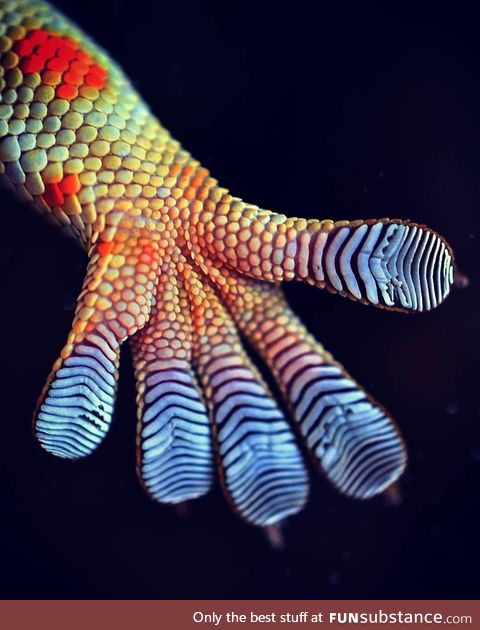 Geckos hand