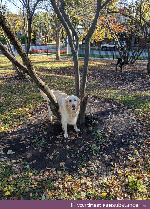 This dog got stuck in a tree today at the park