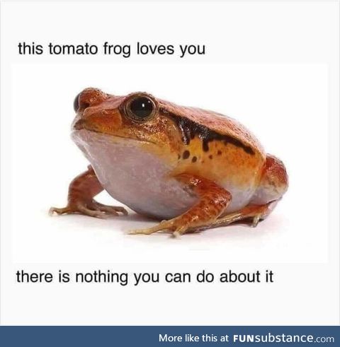 Froggo fren
