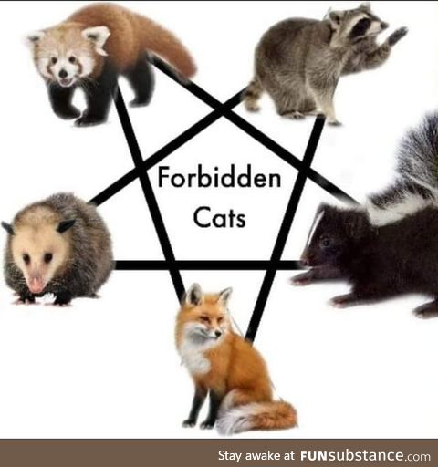 The Forbidden cats