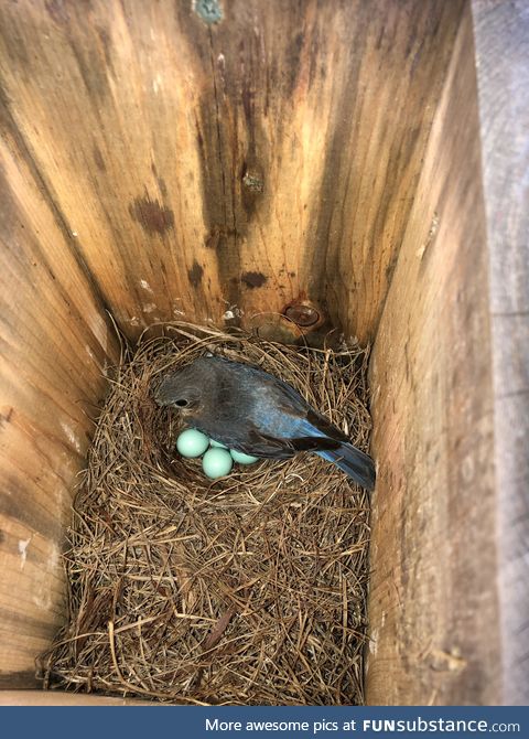 Bluebird sitting on her eggs in my backyard