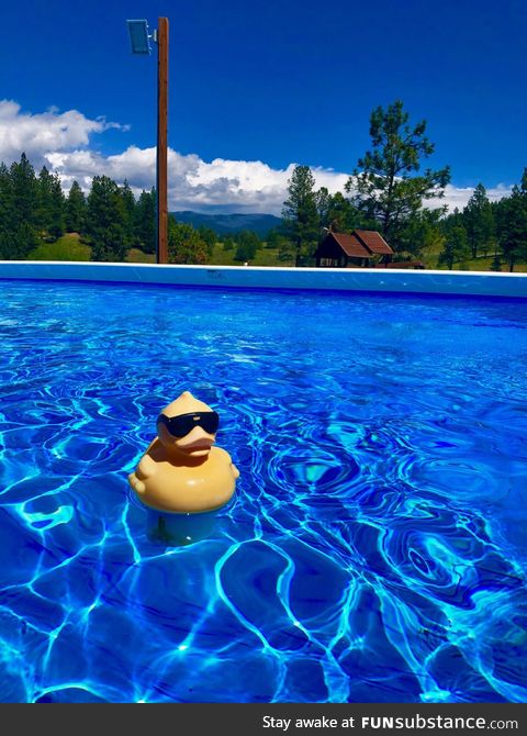 Nothing special but I liked this picture my friend took of a floating duck