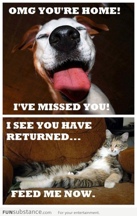 The difference between dogs and cats