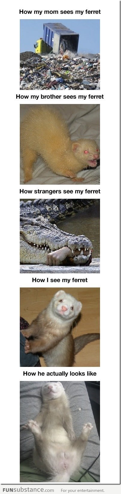 The truth about Ferrets