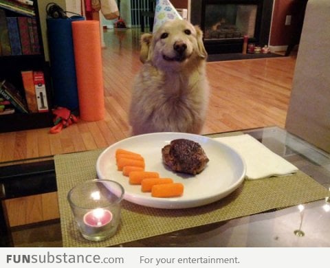 Birthday dog is pleased