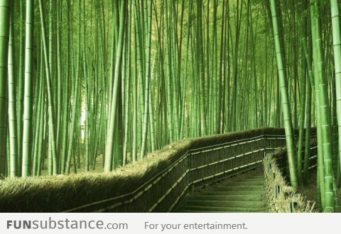 Walking Path In A Bamboo Forest In Kyoto, Japan