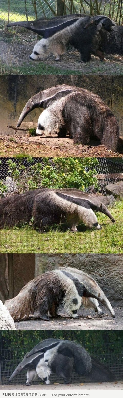 Giant anteater legs look like pandas