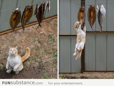 Cat can't wait for the fish