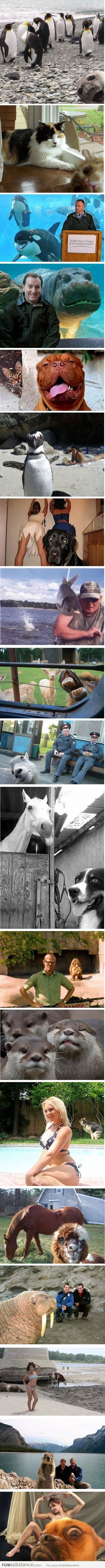 Photobombing animals