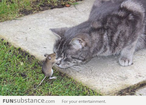 Tom and Jerry in real life