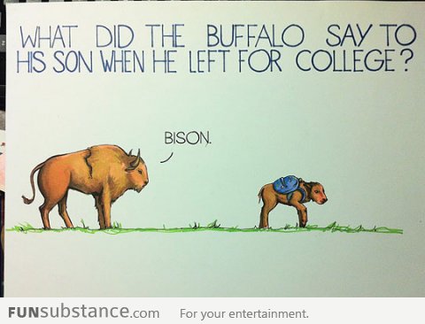 What did the buffalo say