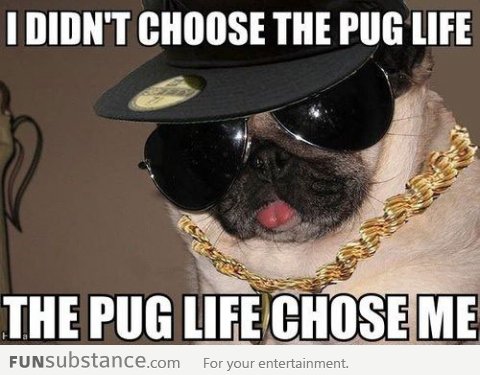 A Thug Pug