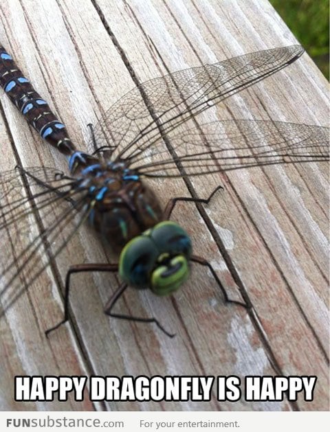 Happy Dragonfly