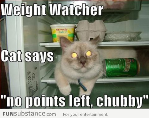 Weight watcher cat