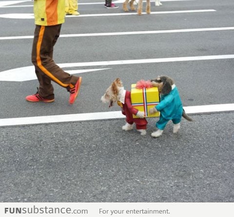 Best dog costume ever