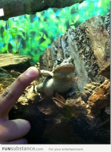 Bad Ass Frog gives me a high five