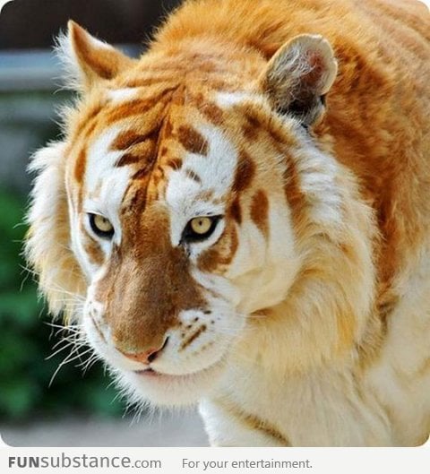 Extremely rare Golden Tiger