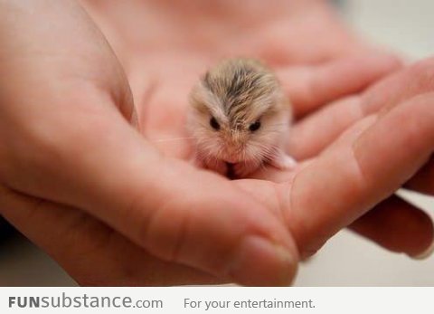 Little baby hamster