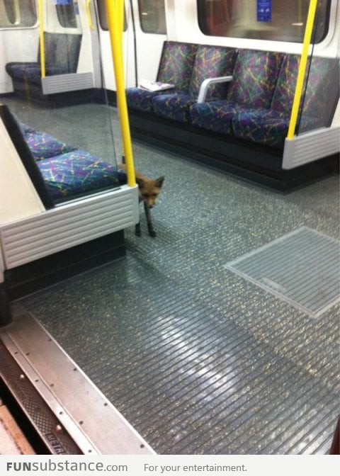 Just A Fox On The Underground.