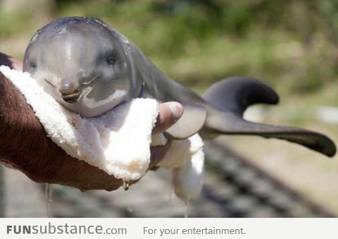 Just a newborn dolphin