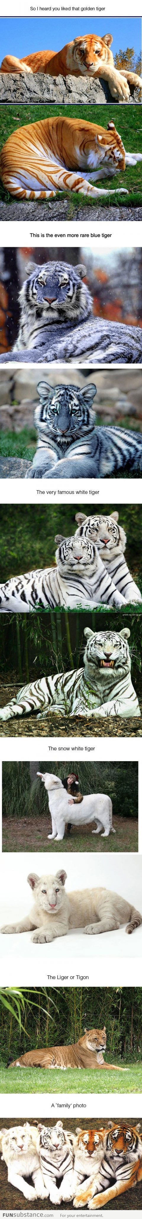 Rare tigers