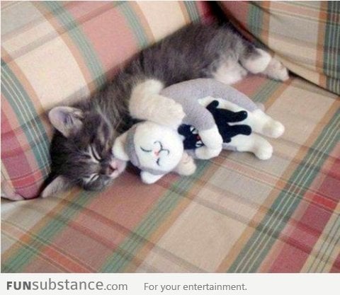 Cute kitten hugging soft toy kitten