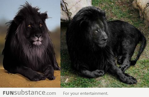 The Rare Black Lion