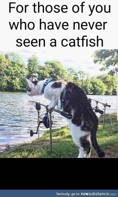 Have you ever seen a catfish?