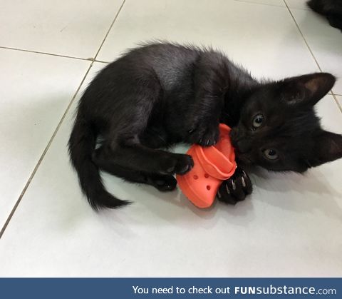 Giant panther attacks helpless baby croc