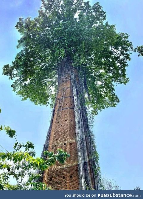 The way a Banyan tree grew on a chimney in Behrampur, Orissa, India