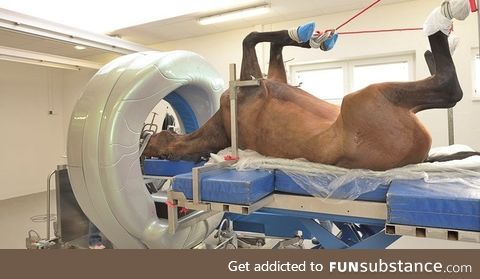 If you give a hors a CT scan