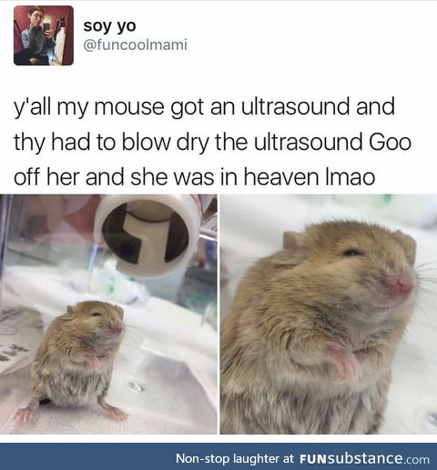 Happy Mouse after an Ultrasound