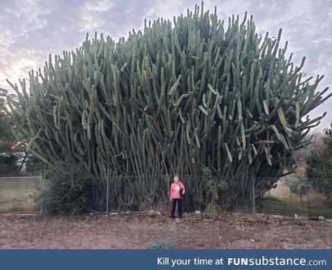 My mom next to this moderately sized cactus. Mom for scale