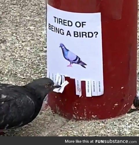 Tired of Being A Bird? Perhaps a wizard can help with that