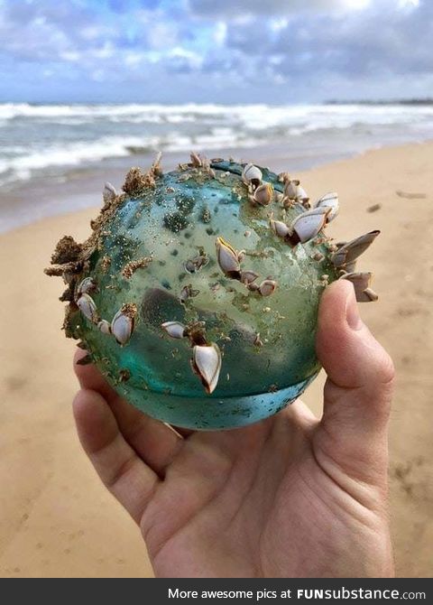 Glass ball found on a beach that had become the home of small marine ecosystem
