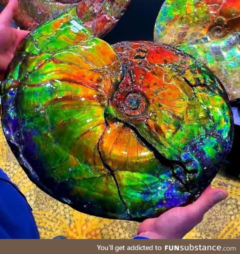 ???? opalized ammonite fossil