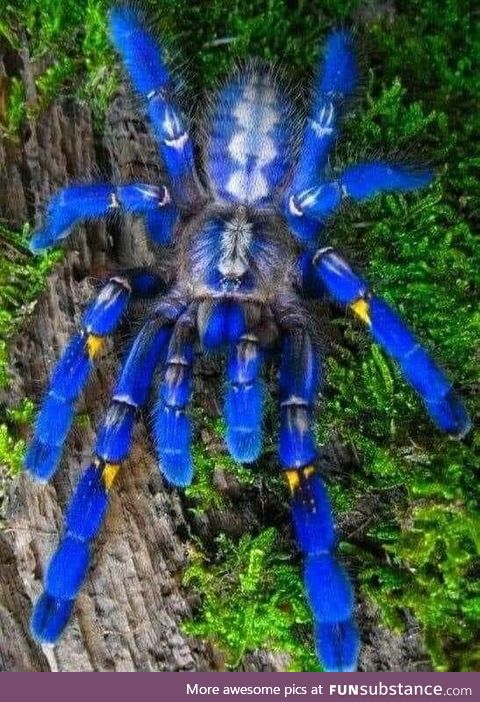 Cobalt blue Tarantula