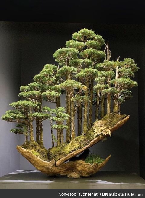 One of the nicest Bonsai trees I’ve seen