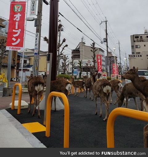 Oh, deer! As people are staying home during quarantine, animals are invading the cities