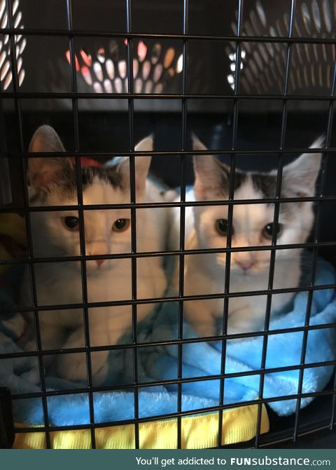 Brought this brother and sister back from the shelter today!