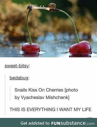 Snails Kiss